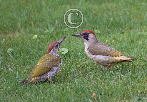 Green Woodpecker and Young DM1795